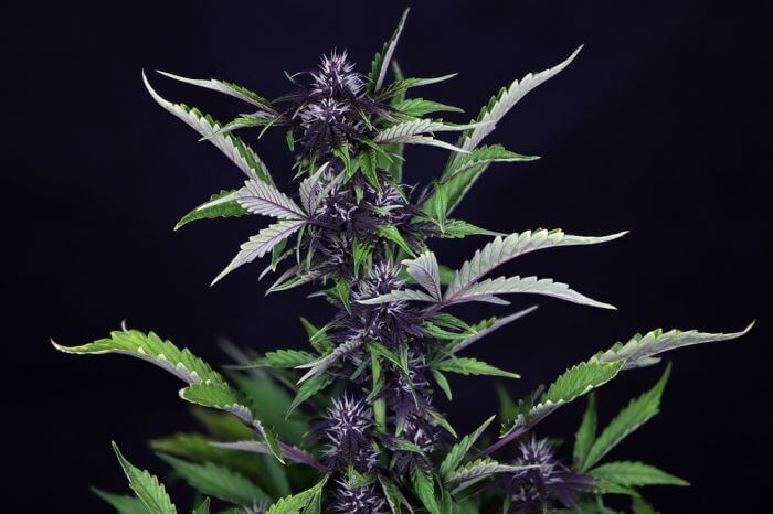 Pink Kush CBD 30: 1 Auto - Seedsman - 5 Samen Pink Kush CBD 30: 1 Auto - Seedsman - 5 Samen