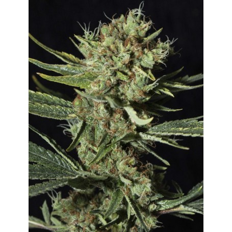 only-cbd-120-samen-eva-seeds