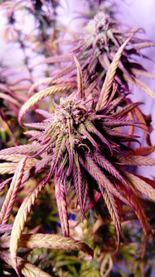 Candy Girl CBD - NativCanna Candy Girl CBD - NativCanna