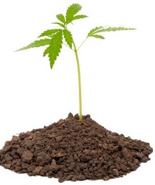 CBD Samen - Keimen CBD Samen - Keimen