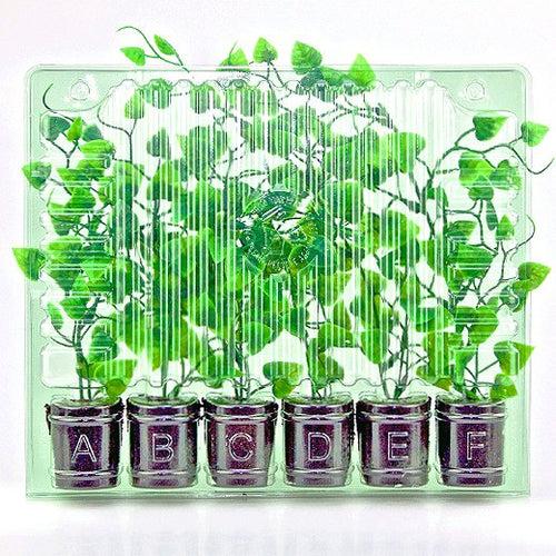 Versandbox für Stecklinge, 6 Plätze - Hohe Laubhöhe