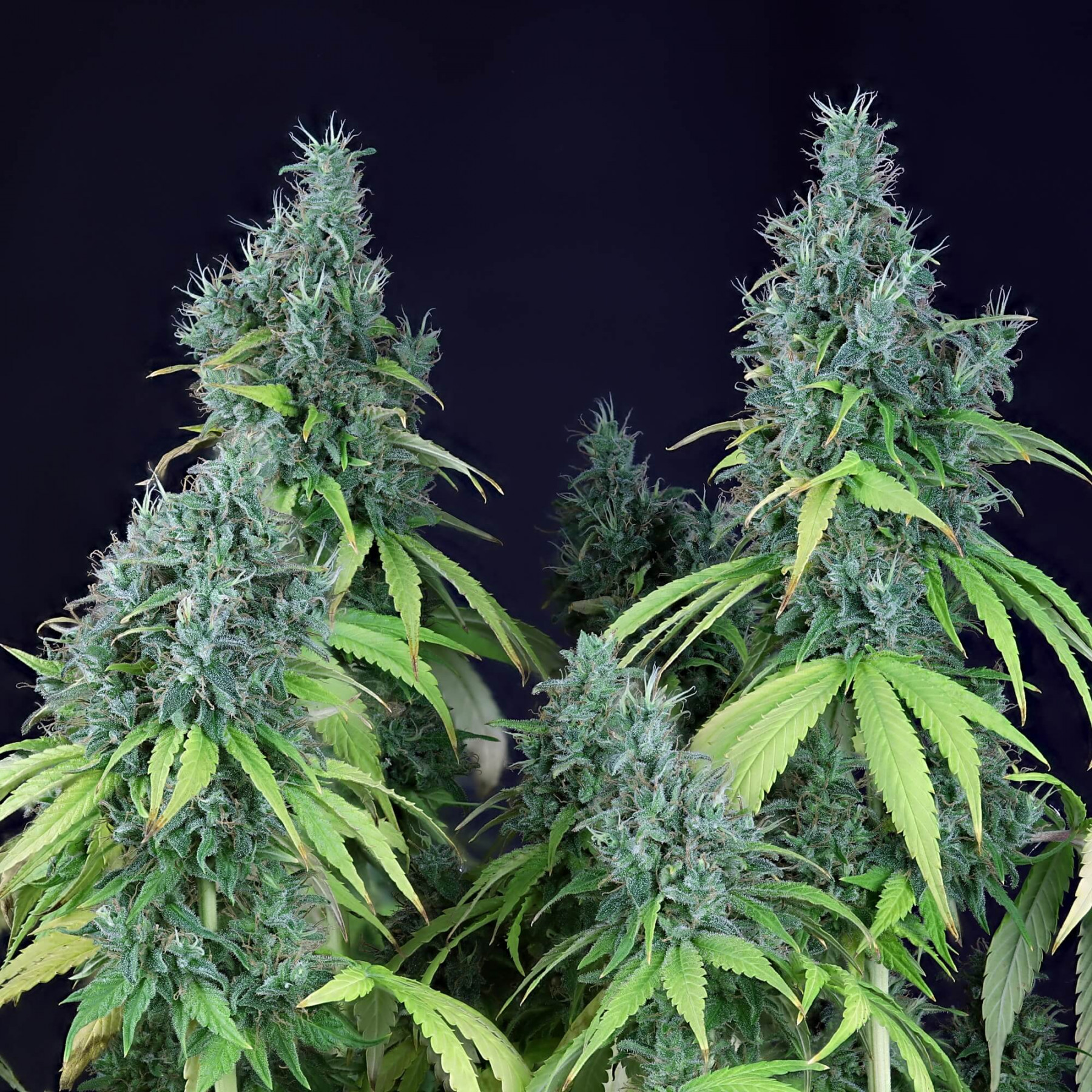Doctor Seedsman CBD 30: 1 - Seedsman