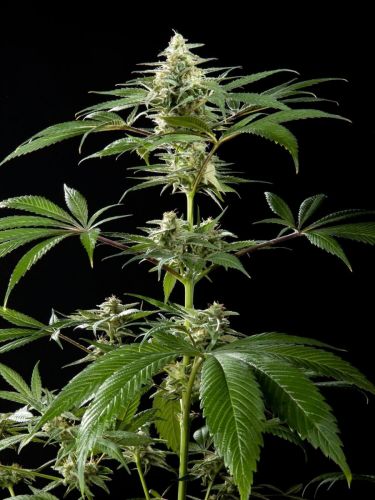 cbd-rich-candy bischofberger gardening Dudes Garten 1