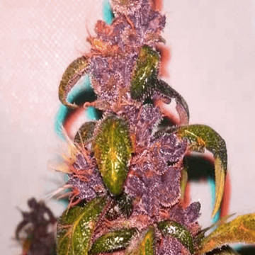 pink-kush-cbd-automatic-seedsman