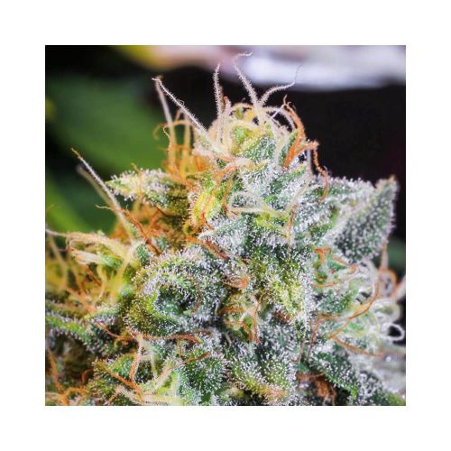 only-cbd eve Seed Dudes garten 3