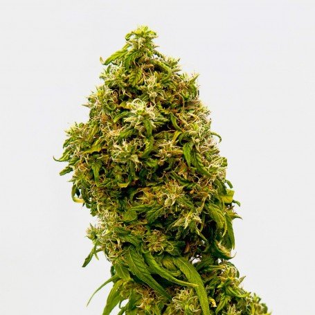 samen-kannabia-swiss-dream-cbd