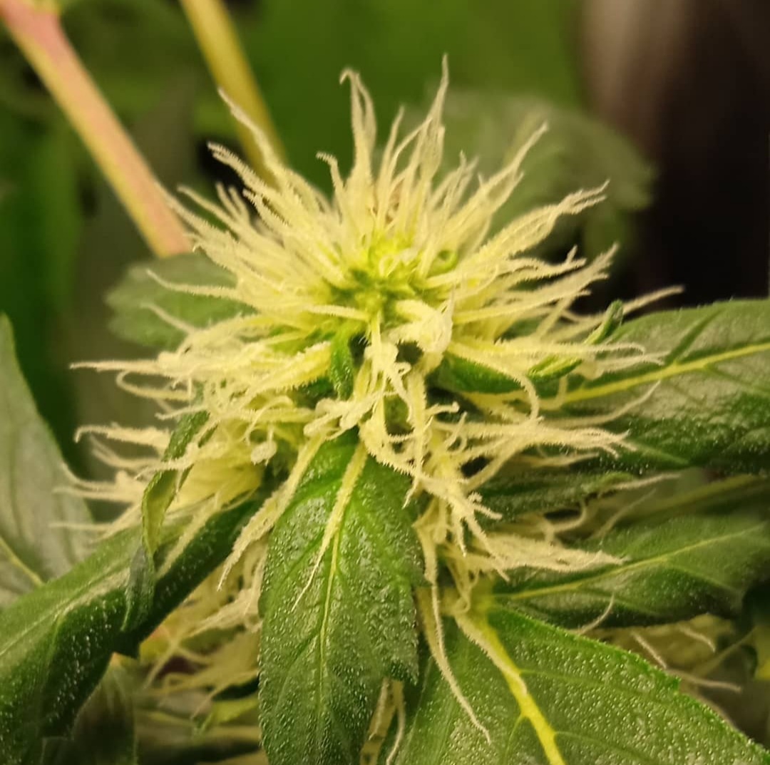 cbg-auto-actuacannabis-2-photo-9644
