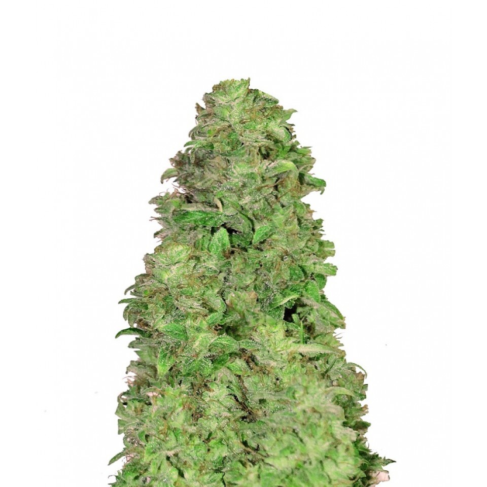 CBD 20:1 Auto Feminised - 420 Fast Bud - 10 Samen CBD 20:1 Auto Feminised - 420 Fast Bud - 10 Samen