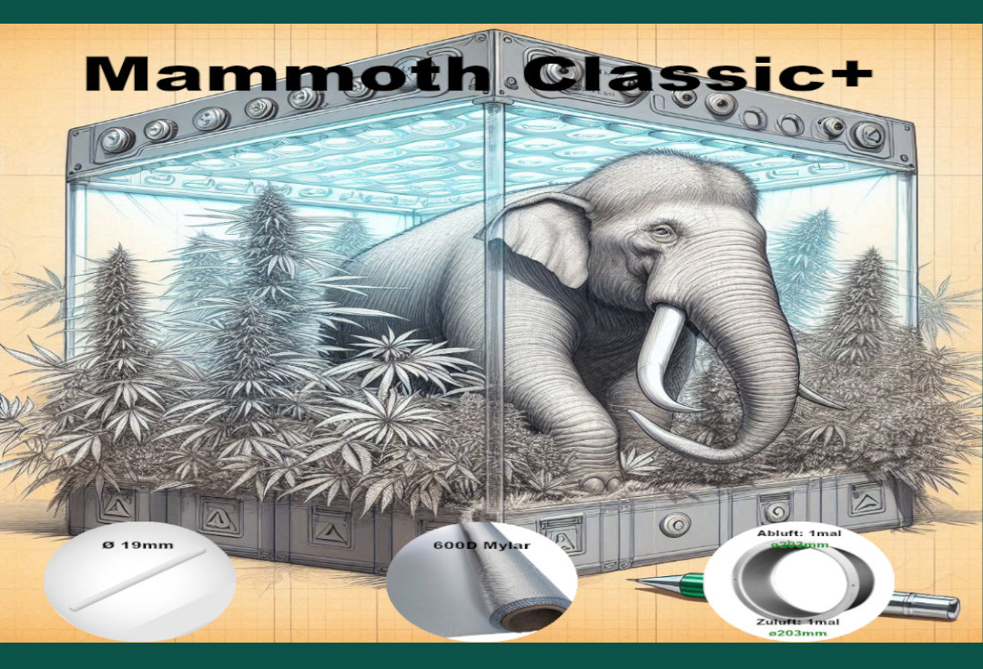 Classic+