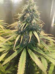 Doctor Seedsman CBD 30: 1, Auto - Seedsman - 3 Samen Doctor Seedsman CBD 30: 1, Auto - Seedsman - 3 Samen