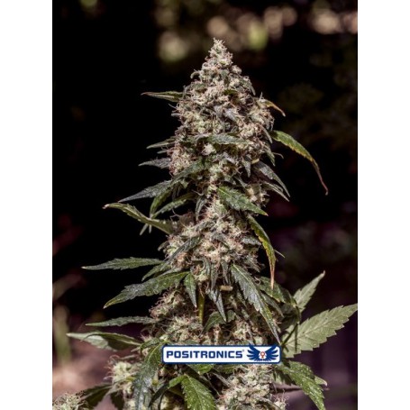 CBD+ 1:20 - Positronics CBD+ 1:20 - Positronics