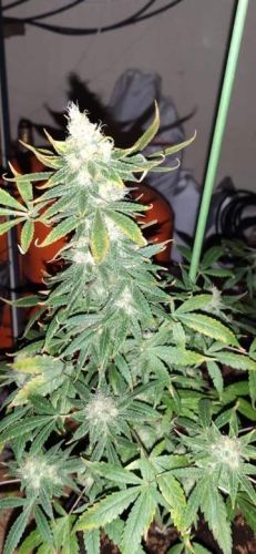 Gandhi CBD Feminised Seeds - CBD Crew Gandhi CBD Feminised Seeds - CBD Crew