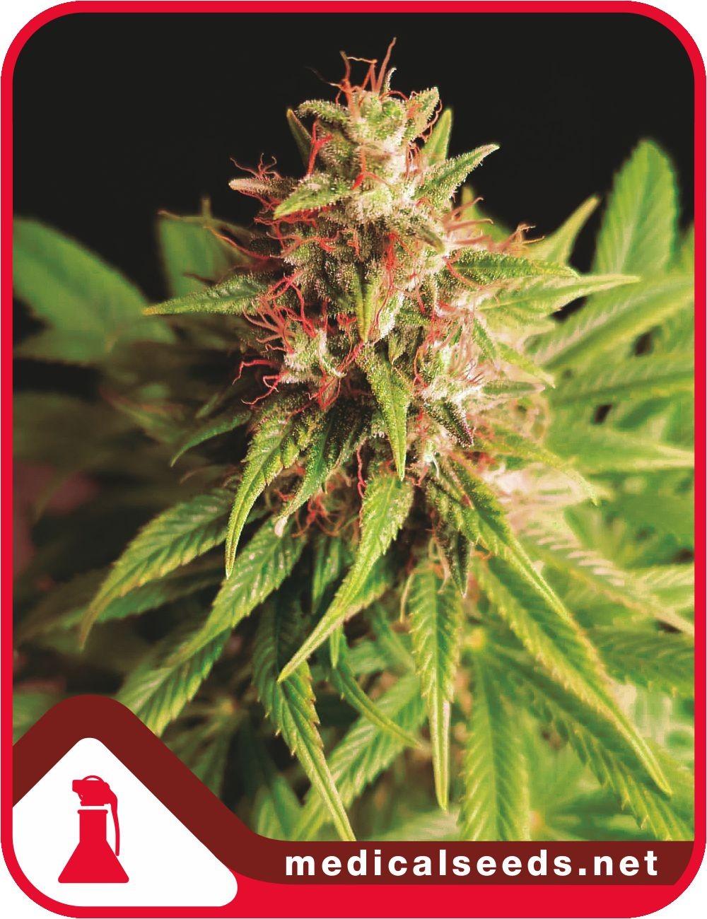 Red Cross CBD Feminised Seeds - Medical Seeds - 10 Samen Red Cross CBD Feminised Seeds - Medical Seeds - 10 Samen