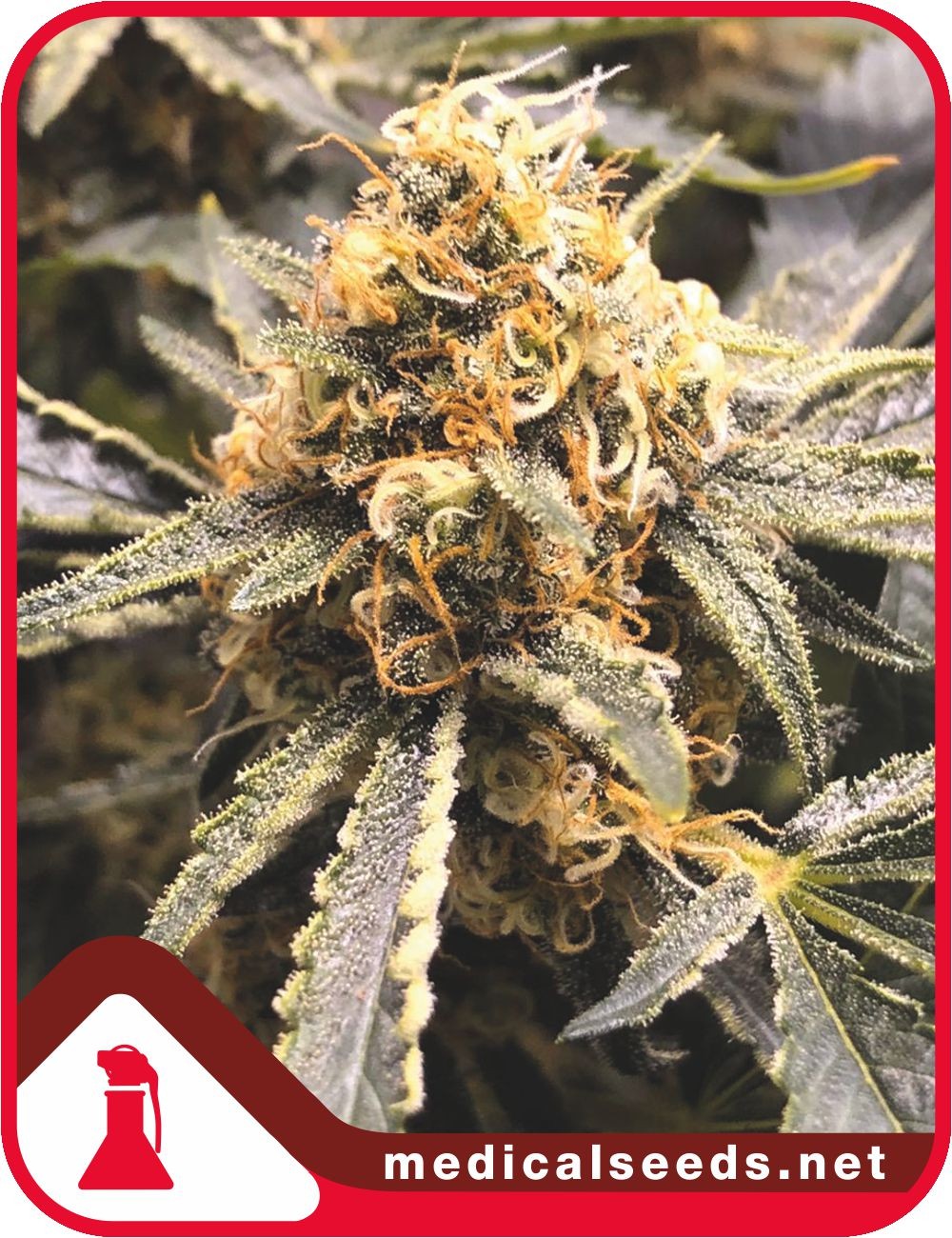 Recovery CBD Feminisierte Samen - Medical Seeds - 3 Samen Recovery CBD Feminisierte Samen - Medical Seeds - 3 Samen