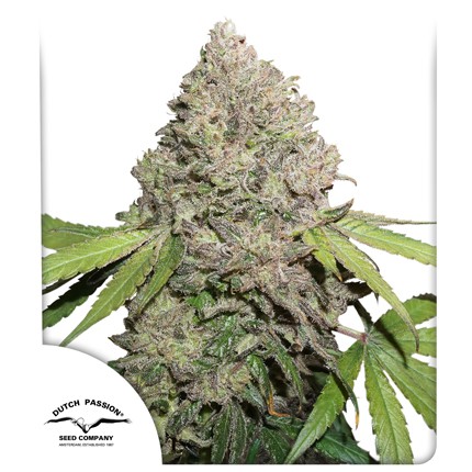 CBD Mazar - Dutch Passion CBD Mazar - Dutch Passion