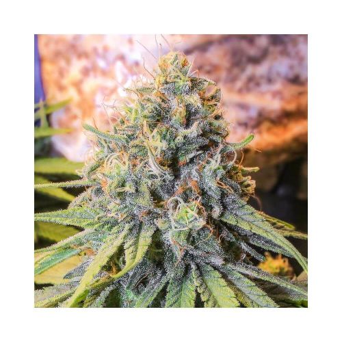 Only CBD 1:20 - Eva Seeds - 3 Samen Only CBD 1:20 - Eva Seeds - 3 Samen