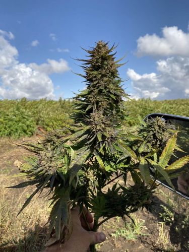 CBG # 1 - Seedsman CBG # 1 - Seedsman