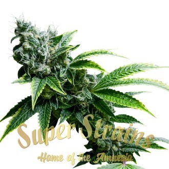 Eden CBD Feminised Seeds - Super Strains - 5 Samen Eden CBD Feminised Seeds - Super Strains - 5 Samen