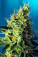 Sweet Pure CBD - Sweet Seeds - 25 Samen