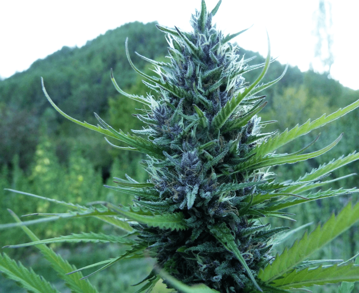 Queen CBD 20:1 -  Medical Marijuana Genetics