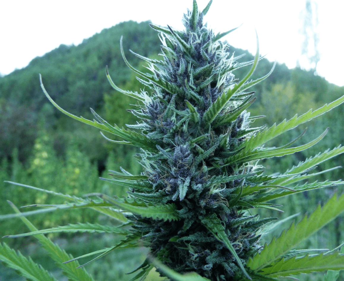 Queen CBD