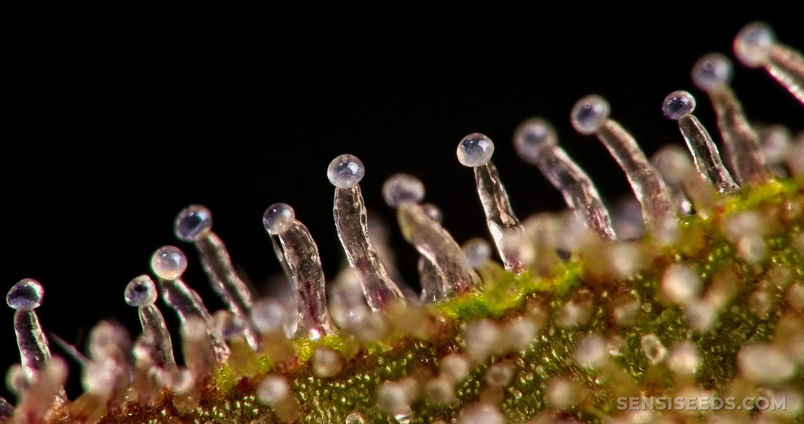 Trichome unter Lupe