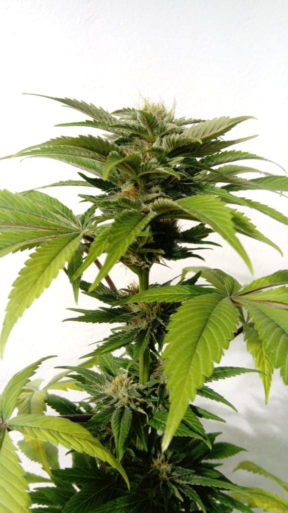 CBG Kush - NativCanna CBG Kush - NativCanna