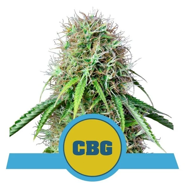 Royal CBG Automatic - Royal Queen Seeds - 10 Samen Royal CBG Automatic - Royal Queen Seeds - 10 Samen