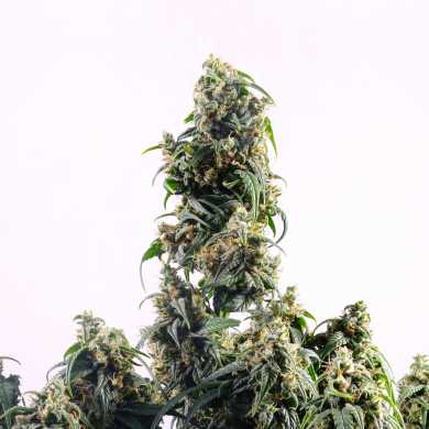 CBDV Auto Feminised Seeds - Kannabia Seeds - 10 Samen CBDV Auto Feminised Seeds - Kannabia Seeds - 10 Samen