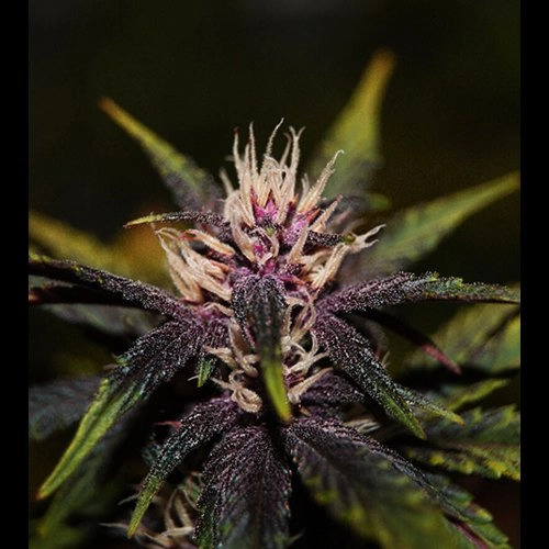 Purplediol CBD Auto Feminised - Elite Seeds - 7 Samen Purplediol CBD Auto Feminised - Elite Seeds - 7 Samen