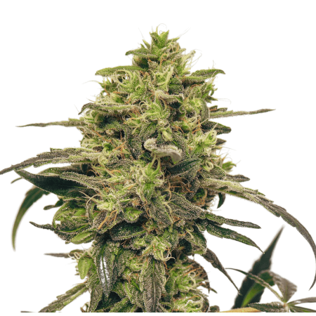 FenoCHEES-Bischofberger-Gardening-CBD (1)
