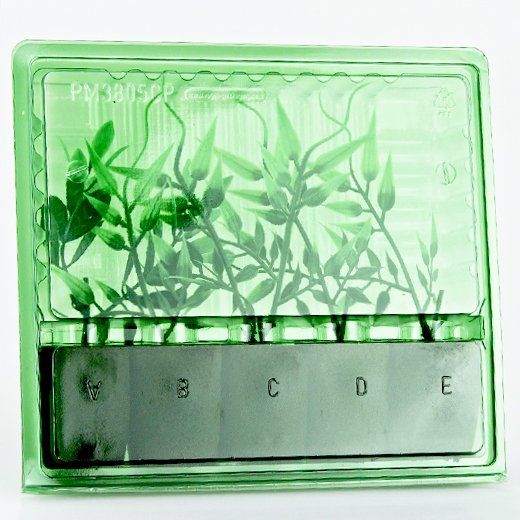 Versandbox für Stecklinge, 5 Plätze Versandbox für Stecklinge, 5 Plätze