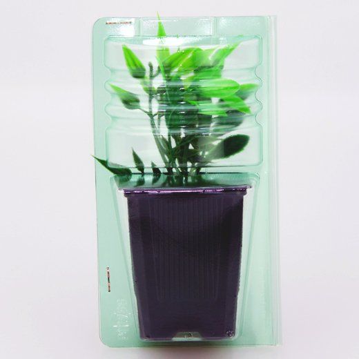 Versandverpackung für 7x7x8 Töpfe Versandverpackung für 7x7x8 Töpfe