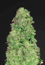 CBDV 1: 1 Auto - Seedsman - 3 Samen CBDV 1: 1 Auto - Seedsman - 3 Samen