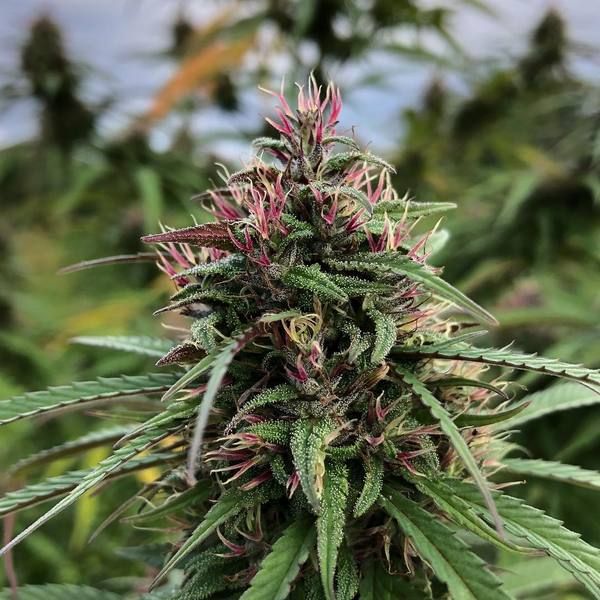 Boax-Hindu CBD Feminised Seeds - Cali Connection Boax-Hindu CBD Feminised Seeds - Cali Connection